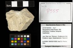 Foto (Objekt + Etiketten) von Mesogalathea striata (Remeš, 1895) 